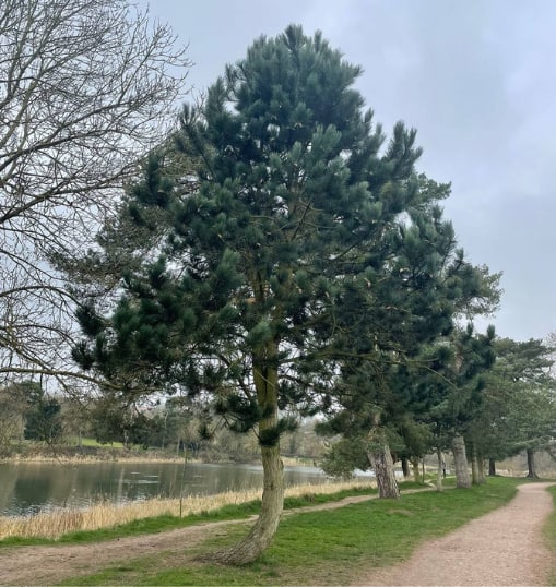 This is a photo of a Tree in Eastbourne that has recently had crown reduction carried out. Works were undertaken by Eastbourne Tree Care