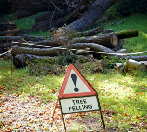 This is a photo of tree felling being carried out in Eastbourne. All works are being undertaken by Eastbourne Tree Care