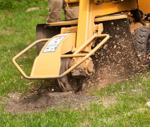 This is a photo of stump grinding being carried out in Eastbourne. All works are being undertaken by Eastbourne Tree Care