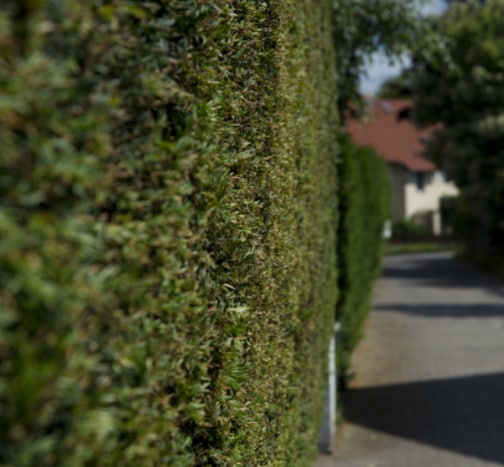 This is a photo of a hedge that has just been cut in Eastbourne. All works are being undertaken by Eastbourne Tree Care