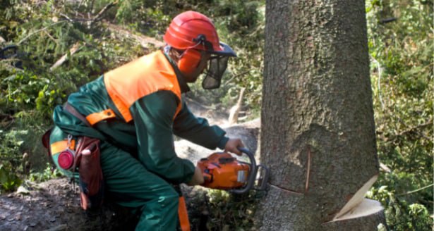 This is a photo of a tree being cut down in Eastbourne. All works are being undertaken by Eastbourne Tree Care