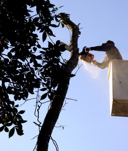 This is a photo of tree crown reduction being carried out. Operative is carrying this out using a cherry picker. All works are being undertaken by Eastbourne Tree Care