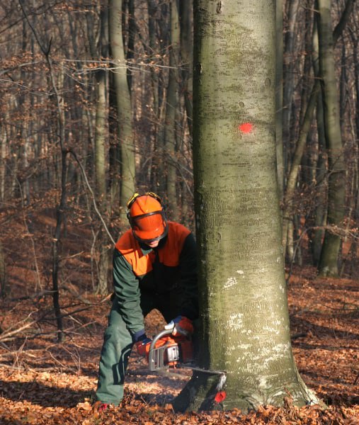 This is a photo of tree felling being carried out in Eastbourne. All works are being undertaken by Eastbourne Tree Care