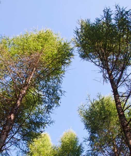 This is a photo of over grown trees needing crown reduction in Eastbourne.