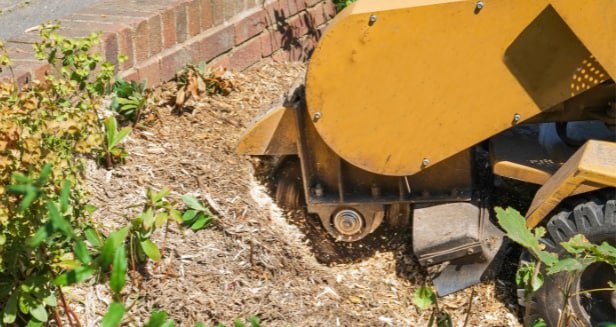 This is a photo of stump removal being carried out in Eastbourne. All works are being undertaken by Eastbourne Tree Care