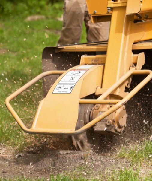 This is a photo of stump grinding being carried out in Eastbourne. All works are being undertaken by Eastbourne Tree Care