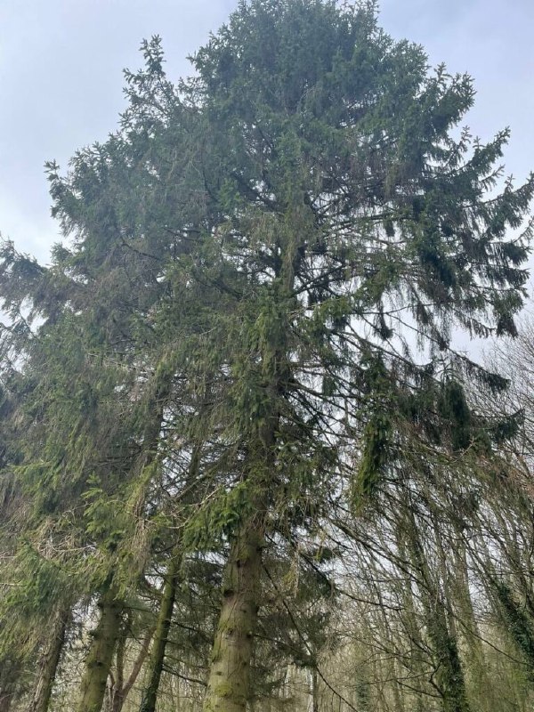 This is a photo of tree surgerybeing crowned in Eastbourne. All works are being undertaken by Eastbourne Tree Care